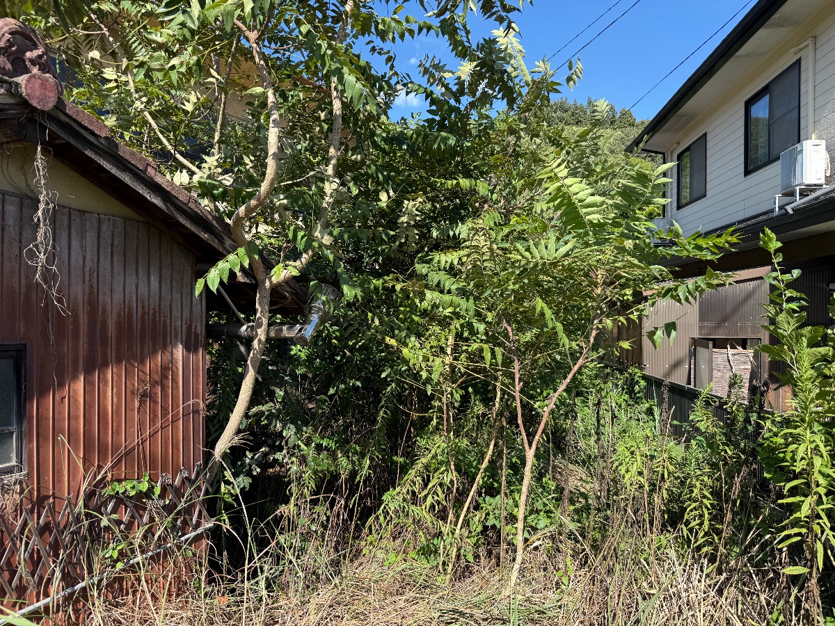 笠岡市 草刈りと雑木の伐採 作業前の敷地奥の雑木 便利屋あんばい