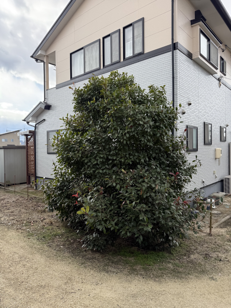 岡山市中区 庭木の伐採・剪定 便利屋あんばい
