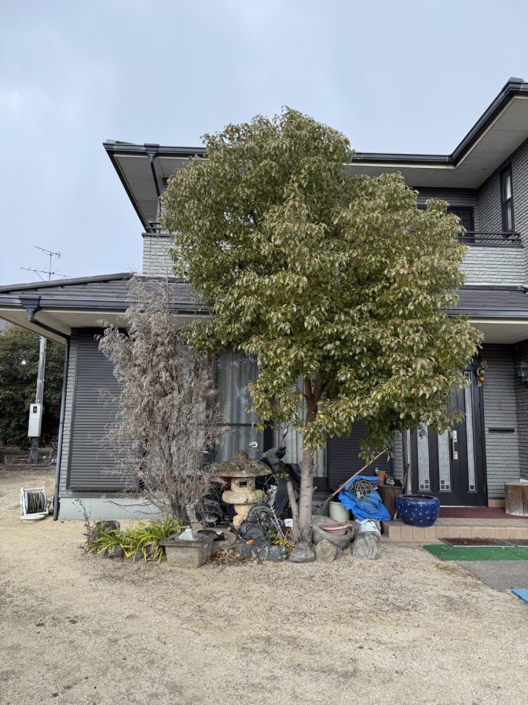 岡山市中区 庭木の伐採・剪定 便利屋あんばい